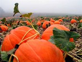 The spleen is associated with the earth element and the season of early fall.  Its color is orange and its flavor is sweet.