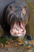 Observation of tongue and pulse are used in diagnosis for veterinary acupuncture as well as human.  Even hippos can be diagnosed this way.  While we do not practice veterinary acupuncture, we can refer you to someone who does.