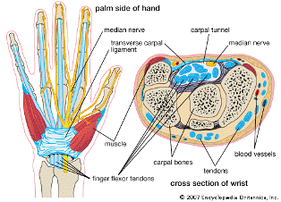 Anatomy of the carpal tunnel.