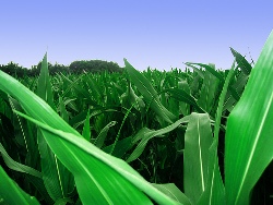 Field of GMO corn.