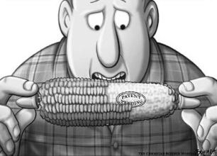 GMO corn cartoon