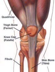 Knee anatomy