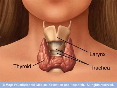 picture of the thyroid gland from the Mayo Clinic